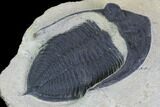Bargain, Zlichovaspis Trilobite - Atchana, Morocco #100382-3